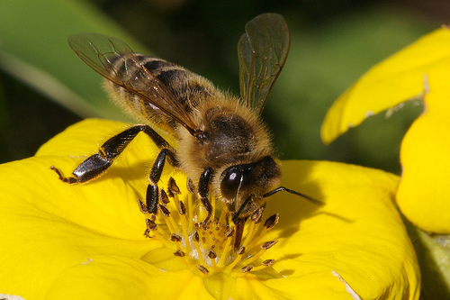 Δ.Δ.Ε. Β΄Αθήνας – Επιμορφωτικό Σεμινάριο σε συνεργασία με το ΚΠΕ/ΚΕΠΕΑ Λαυρίου με τίτλο: «Μέλισσα: ένα μικρό θαύμα της φύσης κινδυνεύει!»